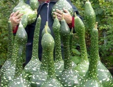 Что за сорт лебедушка Что за сорт лебедушка