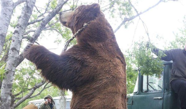 Убили самого большого медведя. Гигантский медведь людоед. Самый крупный Камчатский медведь.