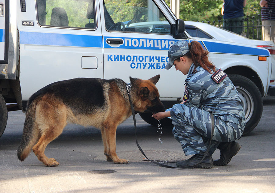 Картинки полицейских немецких овчарок