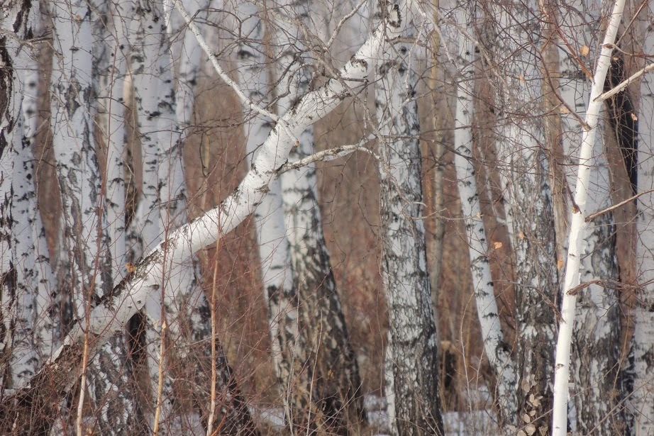 Берещенье. Праздник берёзы (Берещенье). 11 Апреля праздник Берещенье. Берещенье народный праздник.