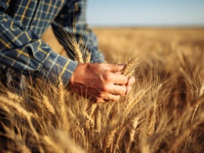 По экспорту пшеницы и ячменя Россия стала мировым лидером