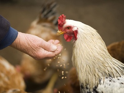 Как в России увеличивают производство мяса птицы?