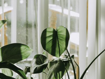 Эти комнатные растения выживут, даже если забыть о них на недели