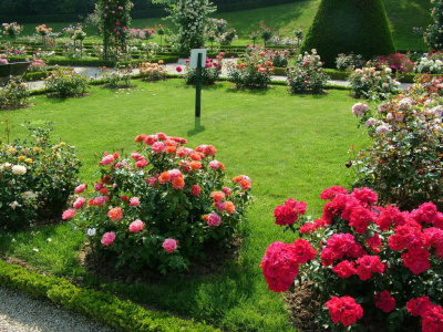 Что посадить в саду вместо роз: несколько идей