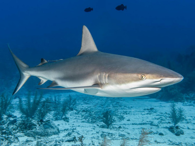 На элитном курорте Мальдив на российского туриста напала акула