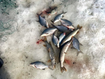 В Кировской области в Вятских Полянах задержали рыбного браконьера