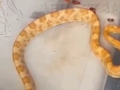 Опасная тропическая змея: на московской улице сняли пугающее видео