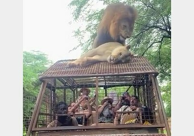 Лев и львица устроили на крыше машины с туристами такое, что все ах...