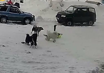 Стая собак едва не растерзала российского ребенка (видео)