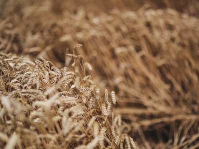 В России разработали метод получения топлива из испорченной пшеницы