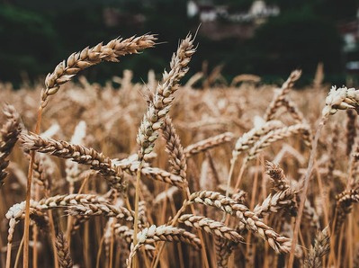 В РФ создали технологию получения биотоплива из испорченной пшеницы