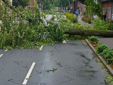 Как можно возместить ущерб, если на машину упало дерево